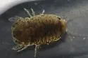 Sphaeroma papillae - photo 2