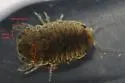 Sphaeroma papillae - photo 3