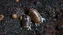 Sphaeroma quadridentatum