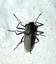 Sphaeromias bifidus