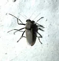 Sphaeromias bifidus - photo 2