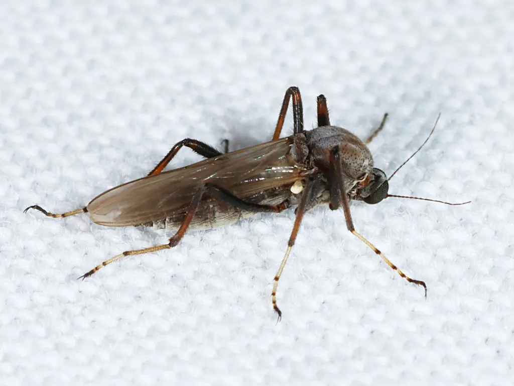 Sphaeromias longipennis