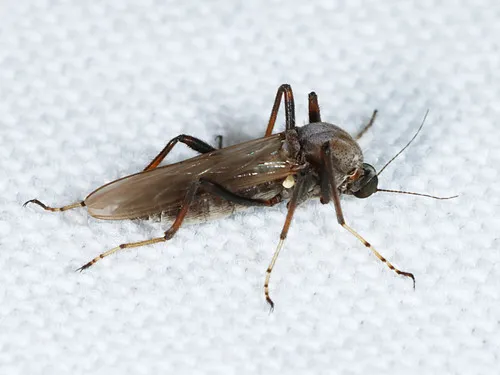 Sphaeromias longipennis - photo 2