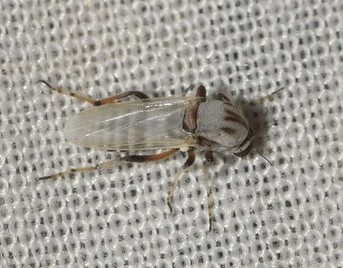 Sphaeromias pictus