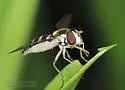 Sphaerophoria novaeangliae