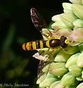 Sphaerophoria philanthus