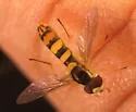 Sphaerophoria philanthus - photo 2
