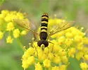Sphaerophoria philanthus - photo 3