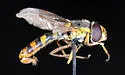 Sphaerophoria philanthus - photo 4