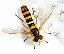 Sphaerophoria philanthus - photo 5