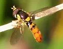 Sphaerophoria pyrrhina