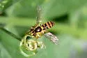 Sphaerophoria pyrrhina - photo 3