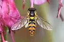 Sphaerophoria pyrrhina - photo 4