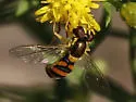 Sphaerophoria pyrrhina - photo 5
