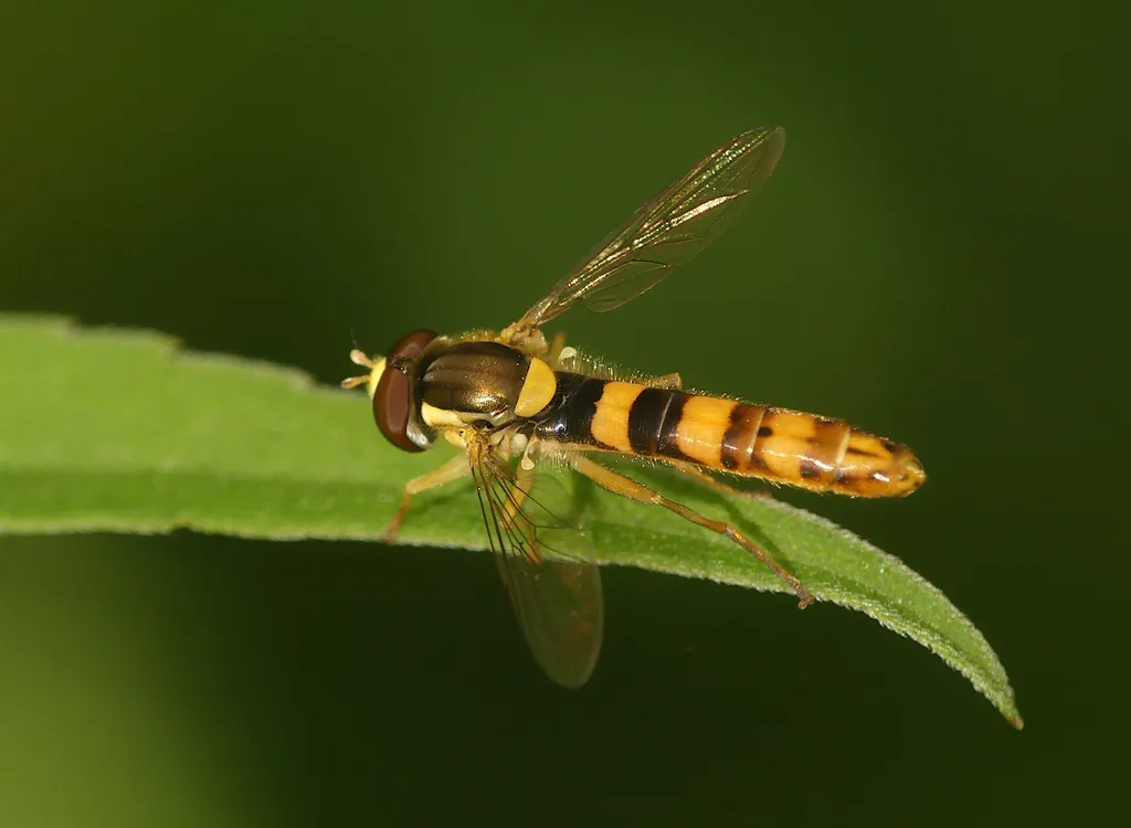 Long Hoverfly - photo 2