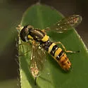 Sphaerophoria sulphuripes - photo 4