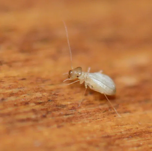 Sphaeropsocidae - photo 2