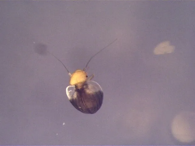 Sphaeropsocus bicolor