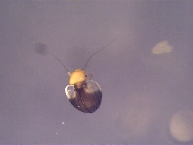 Sphaeropsocus bicolor - photo 3