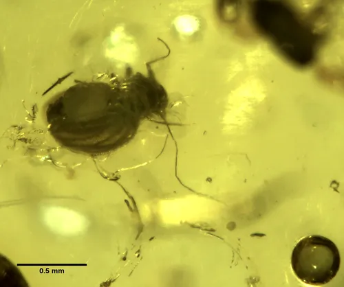 Sphaeropsocus kuenowii
