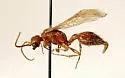 Sphaeropthalma amphion