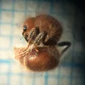 Sphaeropthalma amphion - photo 2