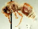 Sphaeropthalma arota