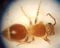Sphaeropthalma arota - photo 3