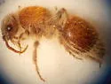 Sphaeropthalma arota - photo 4