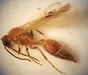 Sphaeropthalma arota - photo 5