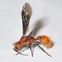 Sphaeropthalma auripilis
