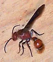 Sphaeropthalma auripilis - photo 2