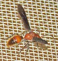 Sphaeropthalma auripilis - photo 3