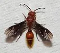 Sphaeropthalma auripilis - photo 4