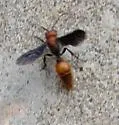 Sphaeropthalma auripilis - photo 5