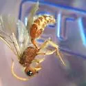 Sphaeropthalma blakeii