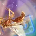 Sphaeropthalma blakeii - photo 2