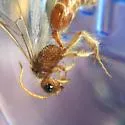 Sphaeropthalma blakeii - photo 3