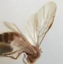 Sphaeropthalma blakeii - photo 4
