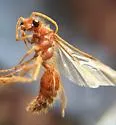 Sphaeropthalma blakeii - photo 5
