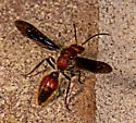 Sphaeropthalma boweri