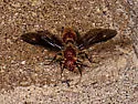 Sphaeropthalma boweri - photo 2