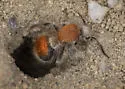 Sphaeropthalma coaequalis