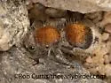 Sphaeropthalma coaequalis - photo 3