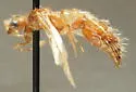 Sphaeropthalma difficilis - photo 2