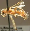 Sphaeropthalma difficilis - photo 3