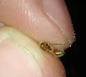 Sphaeropthalma difficilis - photo 4