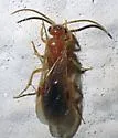 Sphaeropthalma difficilis - photo 5