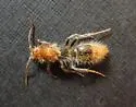Sphaeropthalma edwardsii