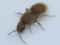 Sphaeropthalma edwardsii - photo 2